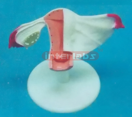 NATURAL UTERUS WITH STAND